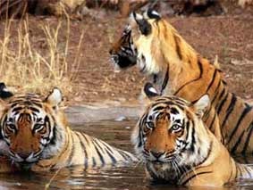 Kanha National Park tour