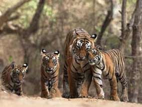 tadoba safari booking